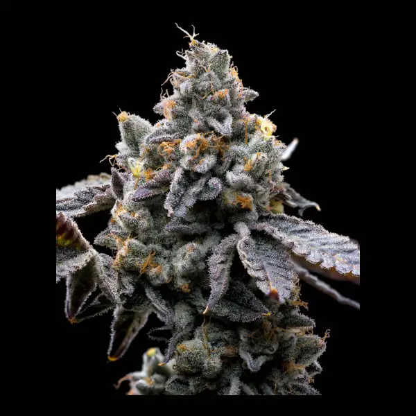 gmo-cookies-3-seeds Gmo Cookies Feminized By Barneys Farm - Image 1