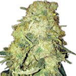 Goldmine Feminized By Heavyweight Seeds