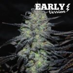 Golosa Early Feminized By Delicious Seeds
