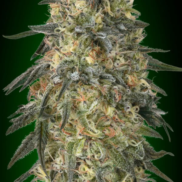 gorilla-5-seeds.jpg Gorilla Feminized By 00 Seeds Bank - Image 1
