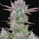 Gorilla Cookies Auto Autoflower By Fast Buds