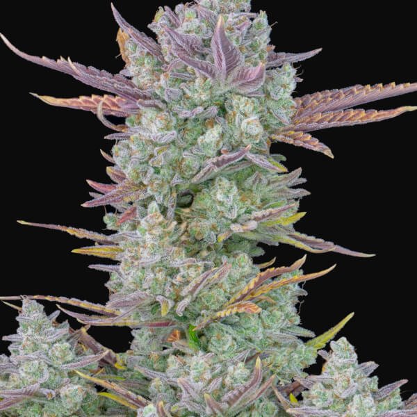 gorilla-cookies-auto-1-seed.jpg Gorilla Cookies Auto Autoflower By Fast Buds - Image 1