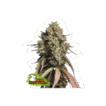 Gorilla Cookies Auto Autoflower By Seedstockers