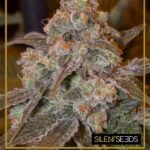 Gorilla Frost Feminized By Silent Seeds