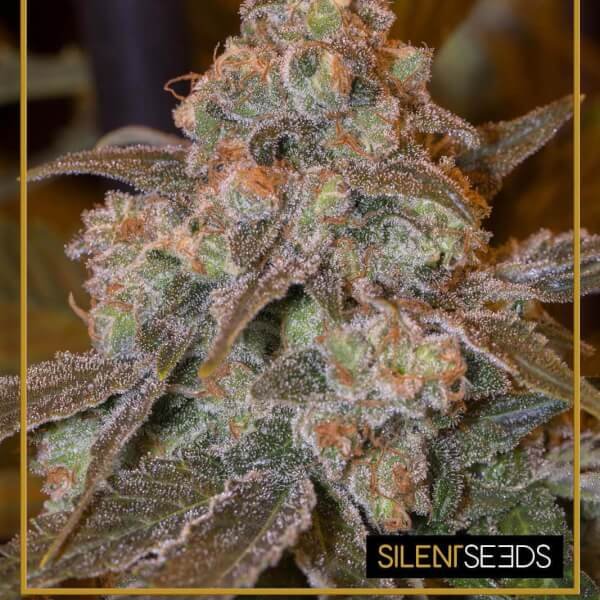 gorilla-frost-3-seeds.jpg Gorilla Frost Feminized By Silent Seeds - Image 1