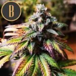 Gorilla G4 Auto Autoflower By Blimburn Seeds