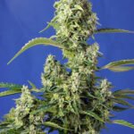 Gorilla Girl Xl Auto Autoflower By Sweet Seeds