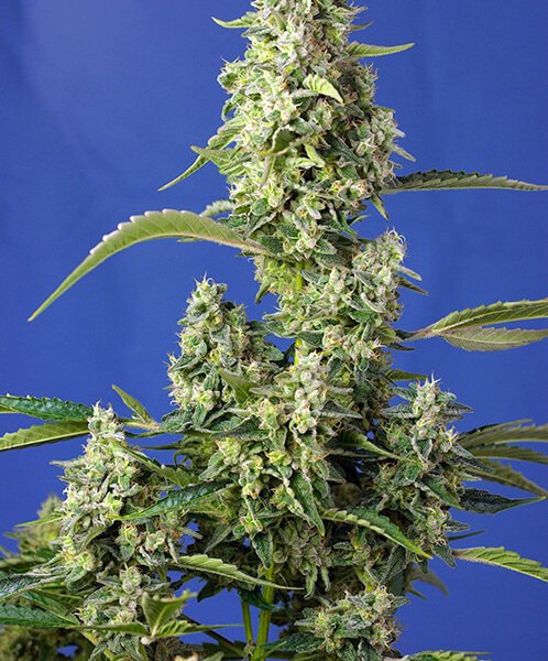 gorilla-girl-xl-auto-3-seeds-1-free-seed.jpg Gorilla Girl Xl Auto Autoflower By Sweet Seeds - Image 1