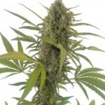 Gorilla Snow Ultra Cbd Feminized By Elite Seeds