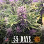 Gorilla Zkittlez Auto Autoflower By Barneys Farm