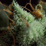 G.O.S Regular By R-Kiem Seeds