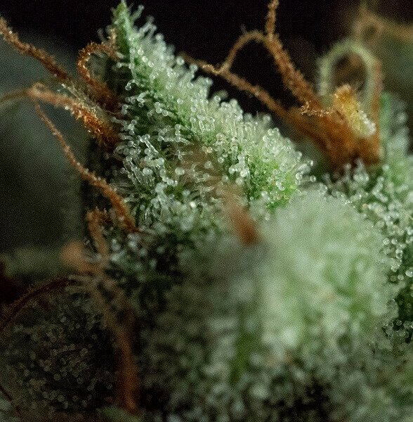 gos-10-seeds.jpg G.O.S Regular By R-Kiem Seeds - Image 1