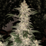 Grandpa'S Cookies R1 Feminized By Ethos Genetics