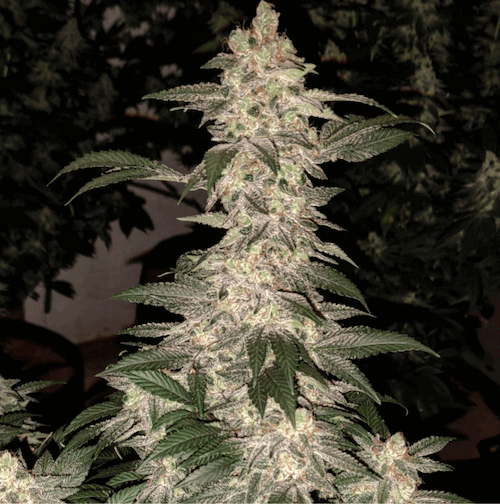 grandpas-cookies-r1-5-seeds.png Grandpa'S Cookies R1 Feminized By Ethos Genetics - Image 1