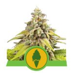 Green Gelato Automatic Autoflower By Royal Queen Seeds