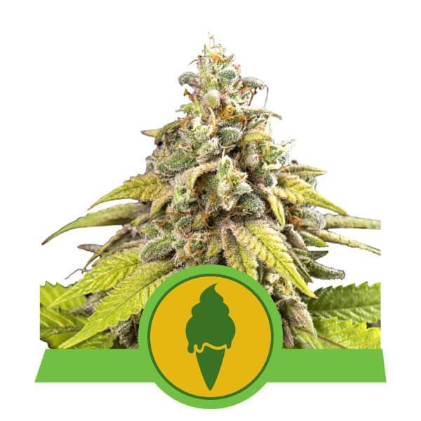 green-gelato-automatic-3-seeds.jpg Green Gelato Automatic Autoflower By Royal Queen Seeds - Image 1