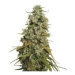 Hawaii Maui Waui Feminized By Nirvana