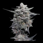 Hg23 Aka Michael Jordan Feminized By Dna Genetics