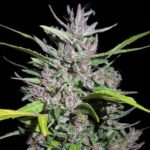Honduras X Panama Regular By Ace Seeds