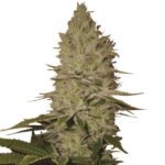 Ice Feminized By Nirvana