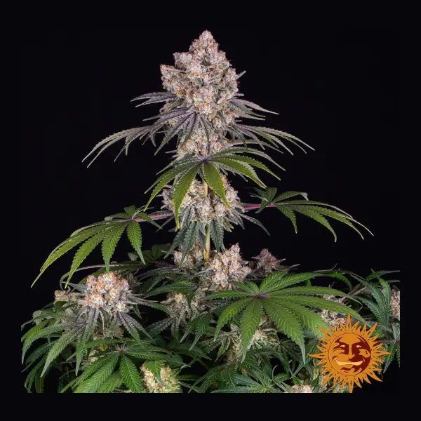 ice-cream-cake-1-seed Ice Cream Cake Feminized By Barneys Farm - Image 1