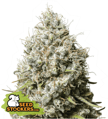 jack-herer-3-seeds.png Jack Herer Feminized By Seedstockers - Image 1