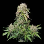 Jack Herer Auto Autoflower By Seedstockers