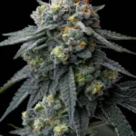 Jealousy Feminized By Barneys Farm