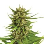 K2 Feminized By Nirvana