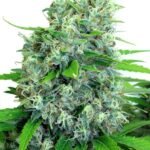 Kalibubba Regular By Serious Seeds