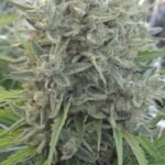 Killer A5 Haze Feminized By Ace Seeds