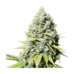 Kosher Haze Feminized By Super Sativa Seed Club