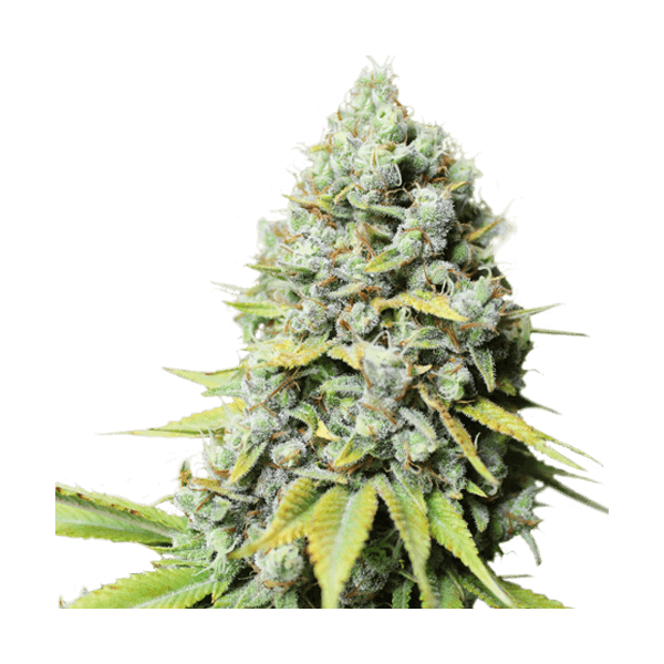 kosher-haze-3-seeds.png Kosher Haze Feminized By Super Sativa Seed Club - Image 1