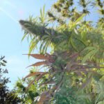 Kushadelic Feminized By Soma Seeds