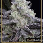 L.A. Vanilla Cake Feminized By Silent Seeds