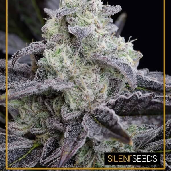 la-vanilla-cake-3-seeds.jpg L.A. Vanilla Cake Feminized By Silent Seeds - Image 1