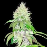 Lambs Bread Feminized By Blimburn Seeds