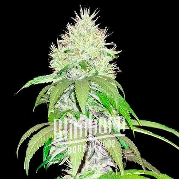 lambs-bread-3-seeds.jpg Lambs Bread Feminized By Blimburn Seeds - Image 1
