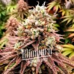 Lava Cake Feminized By Blimburn Seeds