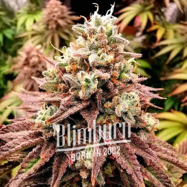 lava-cake-3-seeds.jpg Lava Cake Feminized By Blimburn Seeds - Image 1
