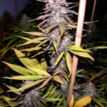 Lavender Feminized By Soma Seeds