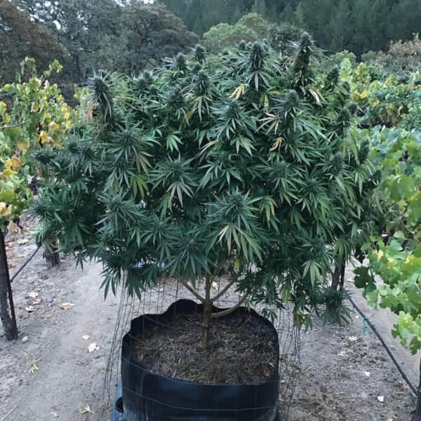lavnesia-5-seeds.jpg Lavnesia Feminized By Soma Seeds - Image 1