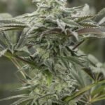 Lemon Citron Feminized By Humboldt Seed Organization