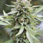 Lemon Grass Feminized By Humboldt Seed Company