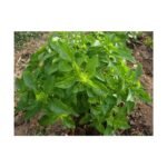 Les Refardes Organic Small Leaf Basil