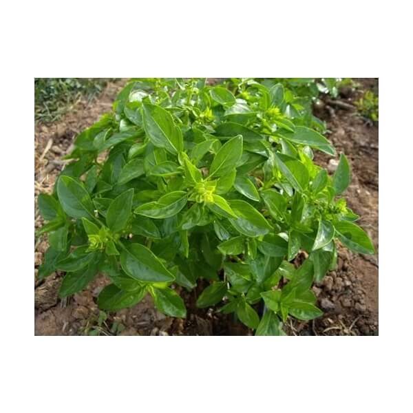 les-refardes-organic-small-leaf-basil-70-semillas.jpg Les Refardes Organic Small Leaf Basil - Image 1