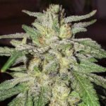 Lord Kush Feminized By Delicious Seeds