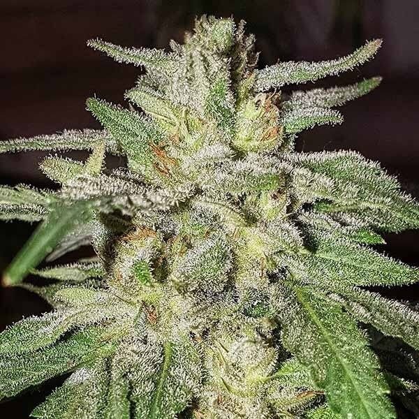 lord-kush-3-seeds.jpg Lord Kush Feminized By Delicious Seeds - Image 1
