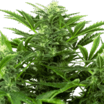 Mandarin Punch Auto Autoflower By Sensi Seeds
