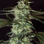 Medizinal Cbd Feminized By Genehtik